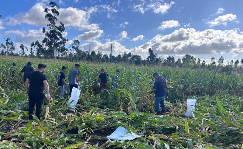 Jóvenes cosechando los choclos